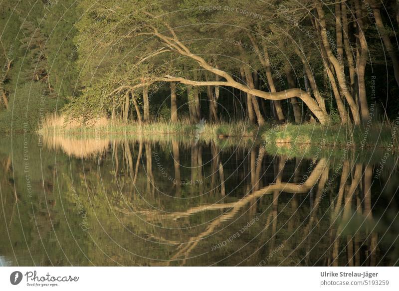 ruhige Wasserlandschaft mit Spiegelung überhängender Baum und Wald im Abendlicht Wasserspiegelung ruhiges Wasser Baumspiegelung grün Wasseroberfläche friedlich