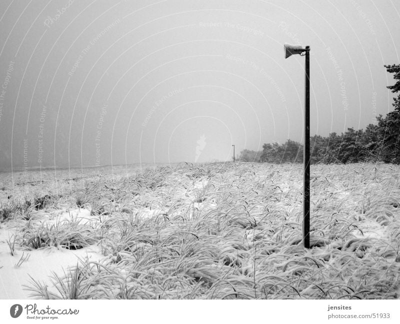 Hauptsaison Winter Strand Lautsprecher Baum Gras Natur Deutschland Stranddüne Schnee snow Strommast Ostsee baltic sea