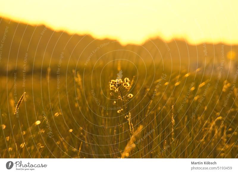 Graswiese mit Büschen und Blumen auf einer Düne an der Küste bei Sonnenuntergang. Natur Abend Umwelt Saison schön Flora Himmel natürlich im Freien Hintergrund