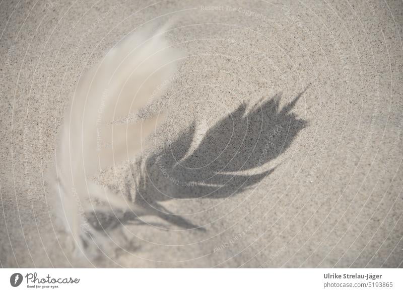 Feder mit Schatten am Strand Schattenwurf Sand Schattenspiel federleicht Schattenseite Licht Kontrast Silhouette Strukturen & Formen Muster Licht & Schatten