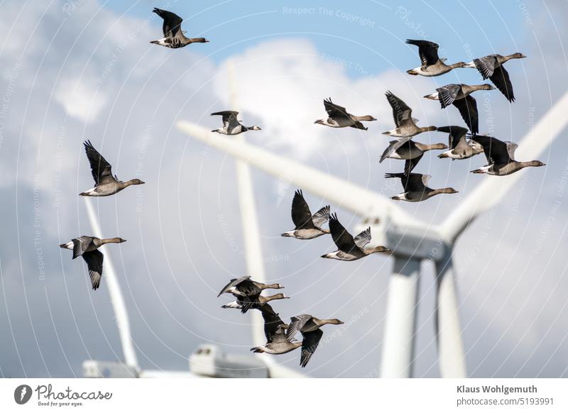 Es wird Frühling. Ziehende Saatgänse, vor Windrädern und wolkigem Himmel. Dazwischen eine Nonnengans Vogelzug Saatgans weißwangengans fliegen Zugvögel