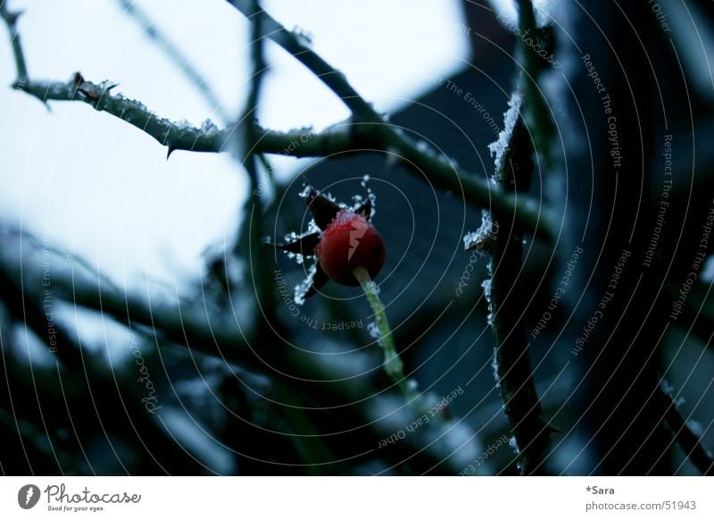 winterrose Rose Winter kalt rot Dorn Schnee Frost Zweige u. Äste laublos Detailaufnahme Nahaufnahme Menschenleer trist Textfreiraum rechts Blütenknospen