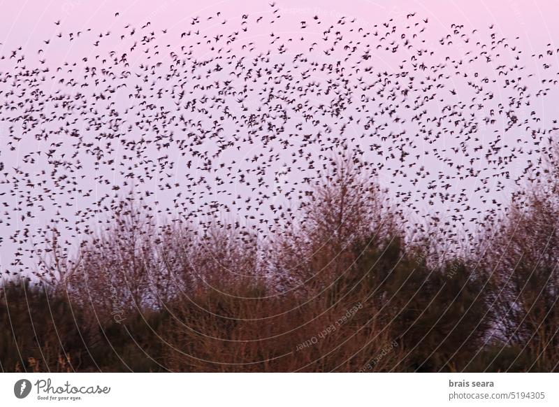 Schwarm von Staren (Sturnus unicolor), die bei violettem Sonnenuntergang murmeln vereinzelt Vogel Vogelschwarm Ornithologe Ornithologie Starenschau mumuration