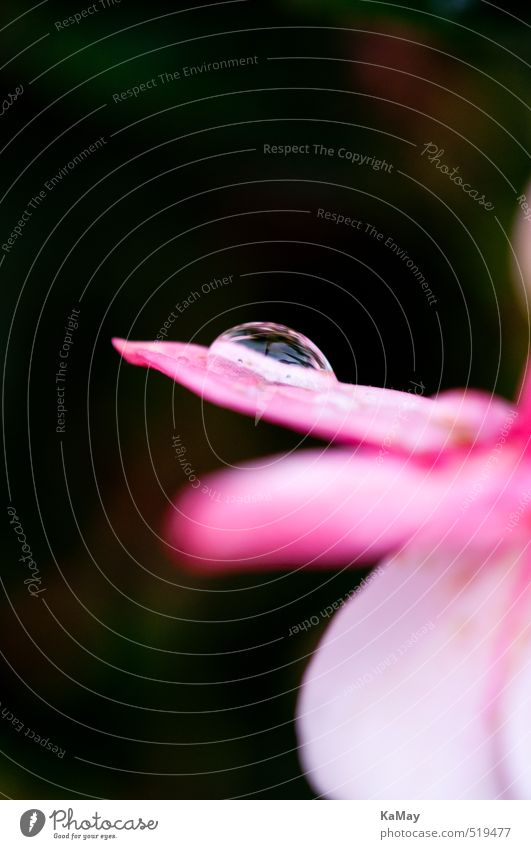 Wassertropfen auf Fuchsienblüte Natur Pflanze Sommer Blume Blüte Fuchsienblüten Tropfen Blühend Duft glänzend natürlich rosa ästhetisch Stimmung Farbfoto