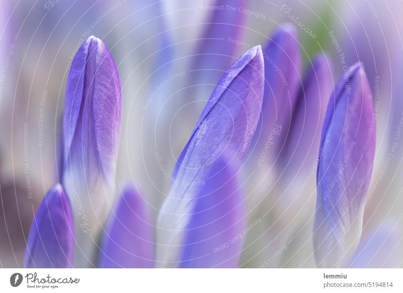 Nahaufnahme von Krokussen kurz vor der Blüte krokus lila Makroaufnahme makrofotografie Frühling Frühblüher