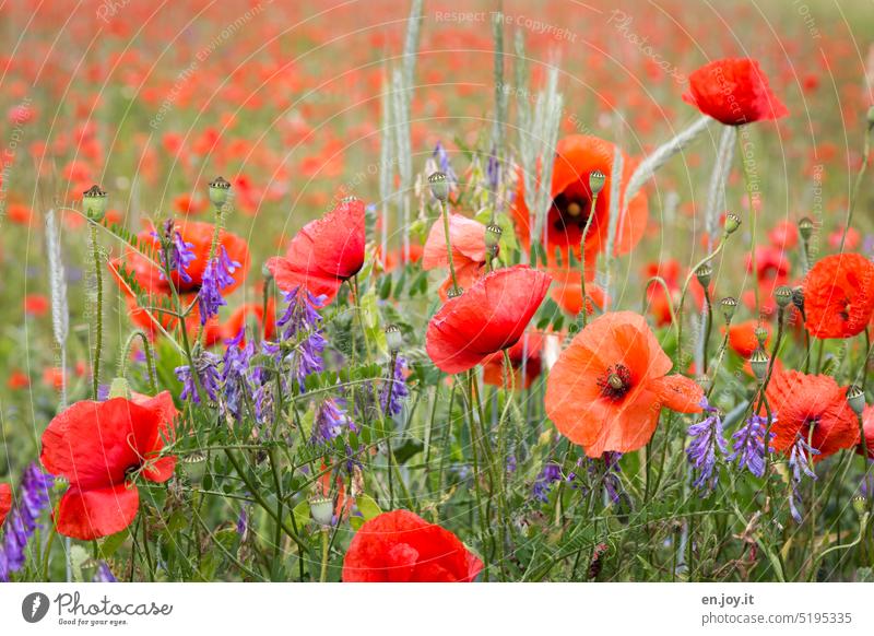 Mohnblumen in einem Mohnfeld - bald ist es soweit mohnblumen Mohnblumenfeld Wiese Blumen Blumenwiese Blüten und Knospen rot Sommer Klatschmohn Mohnblüte Blühend