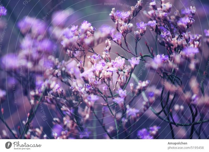 Lila , Blau , Violette Blüten und Blumen Makroaufnahme Nahaufnahme Blütenblatt Blühend Frühling Sommer Schwache Tiefenschärfe Detailaufnahme Pflanze Natur