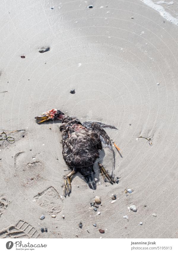 Fußabdruck neben totem Tier am Strand Totes Tier Menschenleer artensterben Naturschutz Tierschutz Umwelt Tierporträt tierwelt Schnabel Flora und Fauna Abdruck