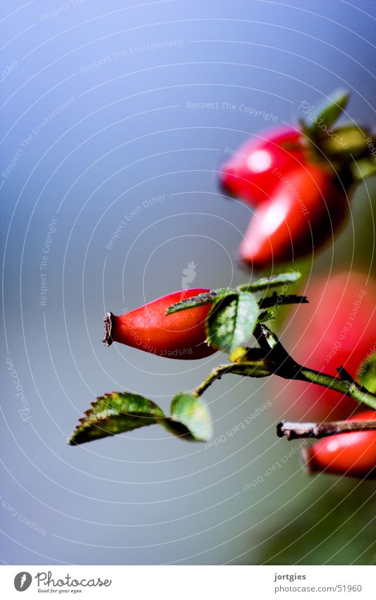 nature // in detail Rose rot Frucht dog rose roses fruit red Hundsrose