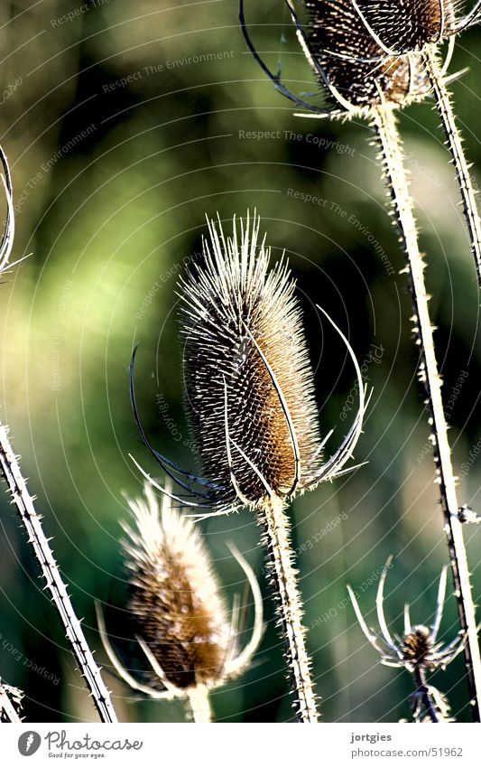 nature // in detail #2 Pflanze Distel Nahaufnahme Makroaufnahme thristle