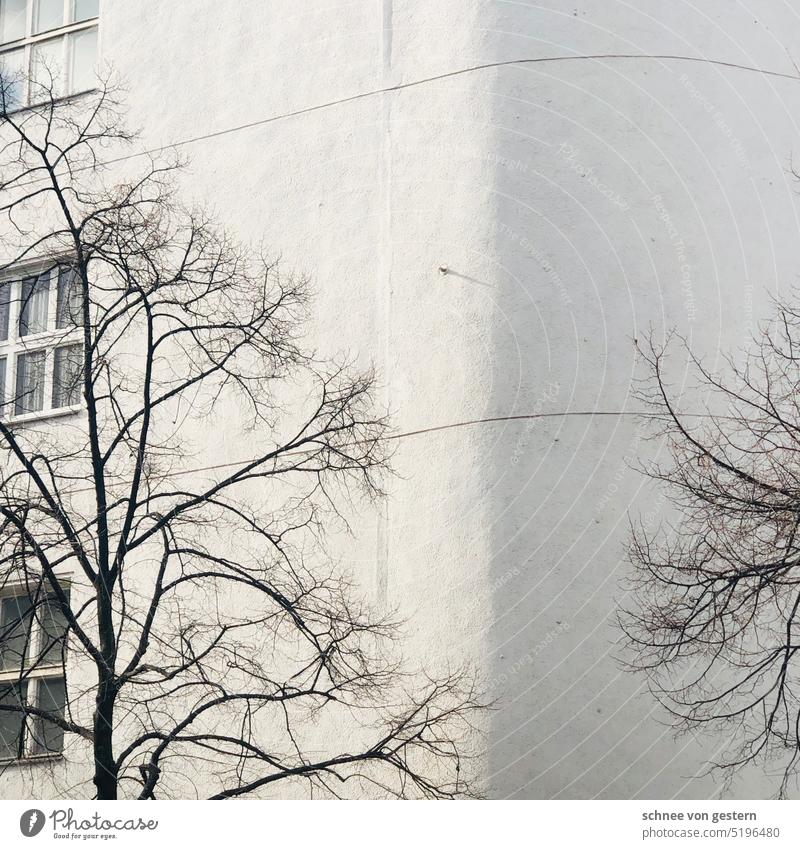 Baumkronen in Rundung Haus Architektur Himmel Wolken Sonne Licht grün Fenster Feld Gebäude Hochhaus Farbfoto Schönes Wetter Landschaft Natur Fassade