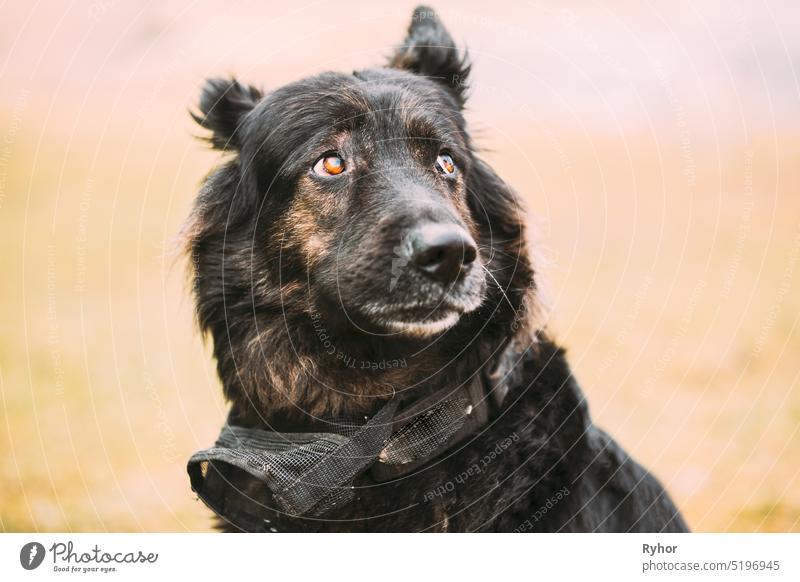 Close Up Schöne lustige schwarze deutsche Schäferhund Elsässer Wolf Hund Porträt Elsässischer Wolfshund Deutscher Hund GSD Deutscher Schäferhund bezaubernd Tier