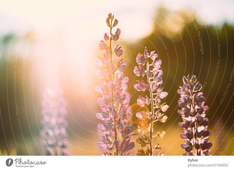 Wild Flowers Lupine In Summer Meadow At Sunset Sunrise. Lupinus, allgemein bekannt als Lupine oder Lupine, ist eine Gattung von blühenden Pflanzen in der Familie der Hülsenfrüchtler, Fabaceae