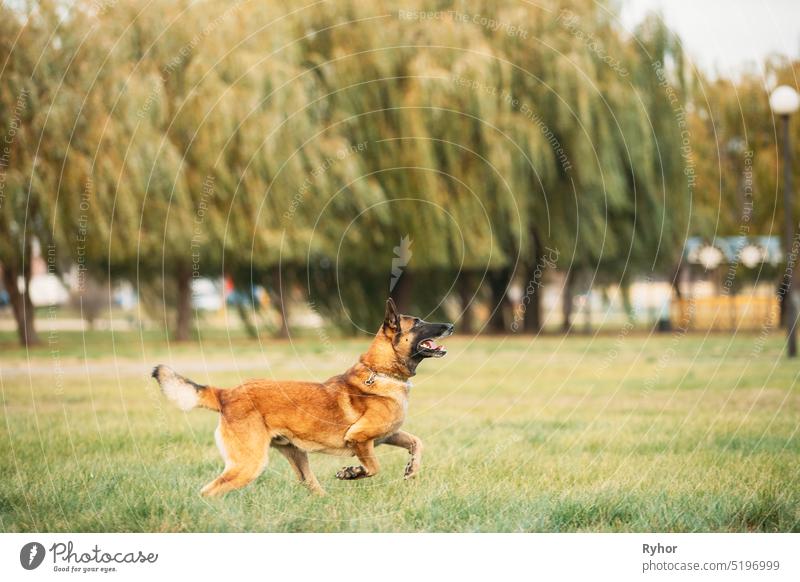 Malinois Hund Spielen Springen Laufen Draußen Im Park. Belgische Schäferhunde sind aktiv, intelligent, freundlich, beschützend, wachsam und fleißig. Belgien, Chien De Berger Belge Hund