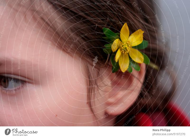 Winterling hinterm Ohr Blume Blüte Detailaufnahme Nahaufnahme Makroaufnahme Farbfoto Frühling Pflanze Unschärfe gelb Außenaufnahme Haare süß Kindheit