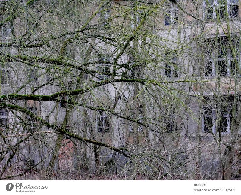 Dornröschenschlaf einer neuzeitlichen Ruine Gebäude Haus alt Verfall Vergänglichkeit kaputt Zerstörung Fassade Vergangenheit Bauwerk Renovieren Architektur