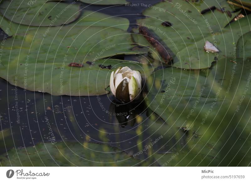 Seerose Seerosenknospe im Wasser Nymphaea Wasserpflanze Blüte Außenaufnahme Natur Blatt aufblühend Frühling Blütezeit frühjahrsbote Seerosenblatt Teich Pflanze