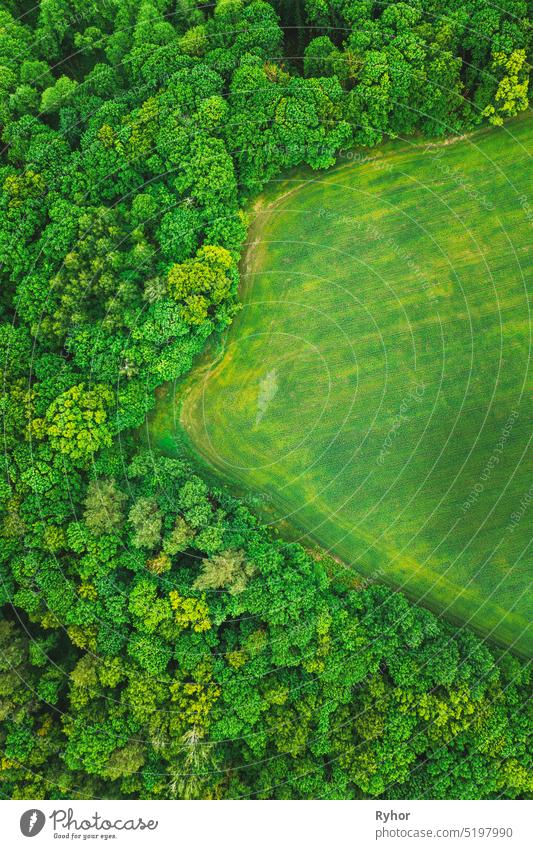 Luftaufnahme Spring Green Field and Forest Landscape. Draufsicht auf Feld und Waldgürtel. Ansicht aus der Vogelperspektive ländliche Landschaft grün Weizen