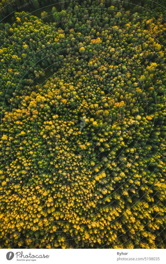 Luftaufnahme von grünen Kiefern Nadelwald in der Landschaft während Sonnenuntergang im Sommer. Top Flat View aus der Höhe. Drone Ansicht der Wälder Antenne