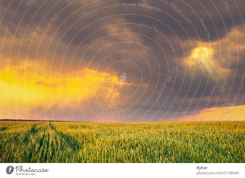 Sunset Dramatic Sky Over Rural Green Wheat Field. Frühlingszeit. Veränderter Sonnenaufgang Himmel. Sonnenstrahlen vom Himmel Sonnenuntergang Feld