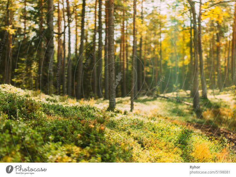 Natur Grün Natürliche Unscharfe Hintergrund von Out Of Focus Wald. Bokeh, Boke Woods mit Sonnenlicht Farben ablenken Hintergrund. Blur Pine Trees Trunks. Woods In Nadelwald. Autumn Pinewood, Immergrüne Kiefern