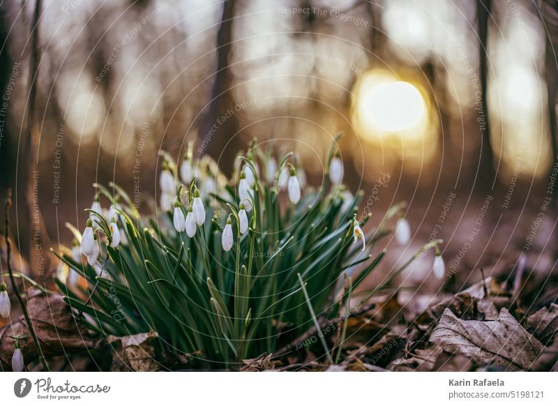 Schneeglöckchen Blumen Frühling Natur Blüte weiß grün Pflanze Blühend Farbfoto Frühlingsblume Frühblüher