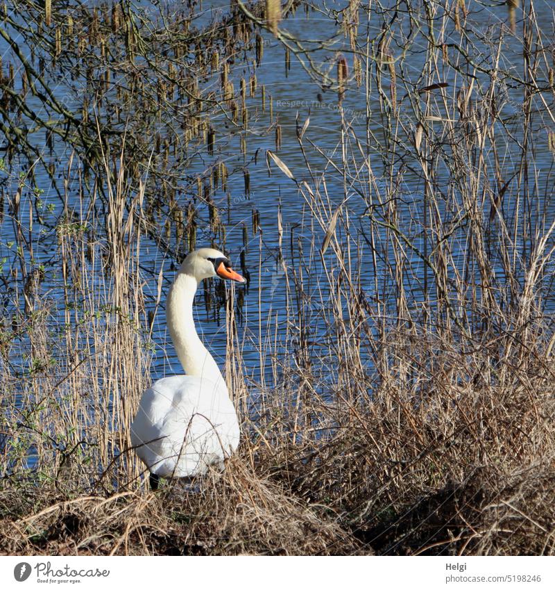 Schwan im Sonnenlicht am See zwischen vertrocknetem Gras und Zweigen im Hintergrund Tier Vogel Wasser Seeufer Strauch Frühling schönes Wetter Tierporträt