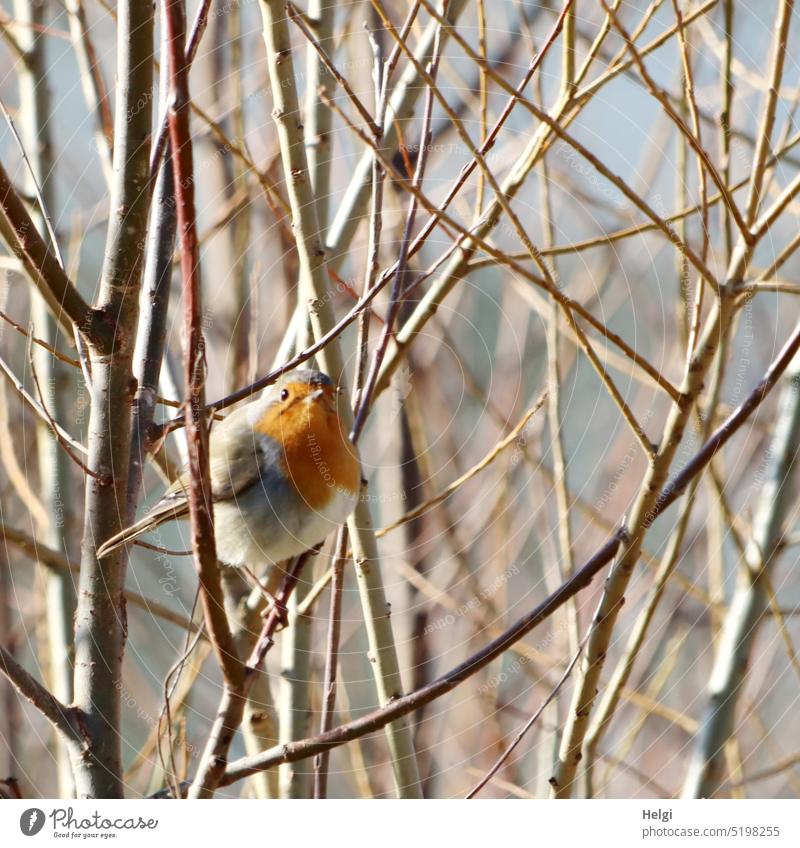 Rotkehlchen in einem kahlen Strauch Vogel Natur Zweige Frühling Frühlinswetter Sonnenschein Sonnenlicht Licht Schatten schönes Wetter Außenaufnahme Farbfoto