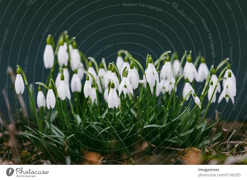 Weiße Schneeglöckchen (Galanthus nivalis) wachsen im zeitigen Frühjahr. Frühling, Nahaufnahme auf dunklem Hintergrund dunkel schwarz Schönheit Blüte Botanik