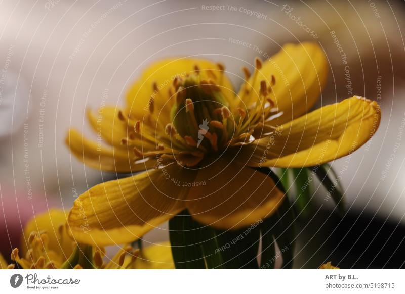 die ganze Schönheit hat sich Offenbart blume blüte gelb geöffnet dream natur makro dunkel schatten licht zauber aufgeblüht