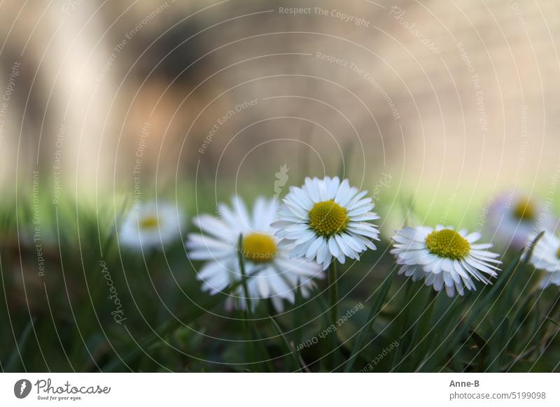 Gänseblümchen auf einer Wiese im Vordergrund , im Hintergrund eine Mauer in der Unschärfe Kindheit Blumen pflücken kleine Mädchen Salatbeilage essbare Blüten