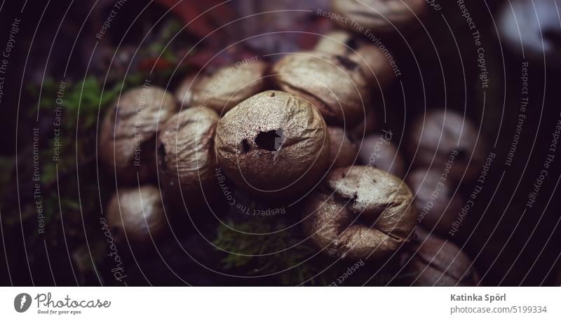 Ansammlung von Bovisten Pilz Pilze pilzgruppe dunkel Waldboden Waldpilz Waldpilze Waldpflanze Waldpflanzen pilzkultur Natur Naturaufnahme Nahaufnahme