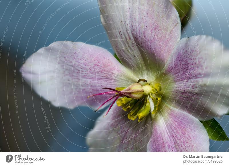 Helleborus orientalis, orientalische Nieswurz, Blüte blühen giftig Hahnenfußgewächse Ranunculaceae Sorte Gartenform Staude ausdauernd krautig Frühjahrsblüher