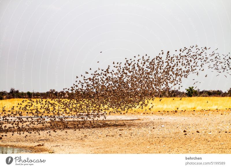 übertrieben | schwärmen Flügel flattern viele vogelschar fliegen beeindruckend besonders Wärme Himmel Freiheit Abenteuer Farbfoto Ferien & Urlaub & Reisen