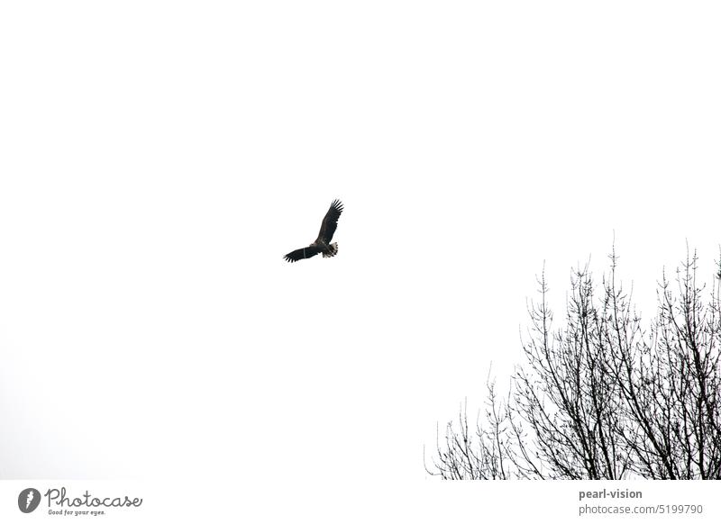 Seeadler Tierporträt Ganzkörperaufnahme gleiten Flügel fliegen Spannweite Greifvogel Vogel Himmel Außenaufnahme Wildvogel Baumkrone Natur Vogelflug