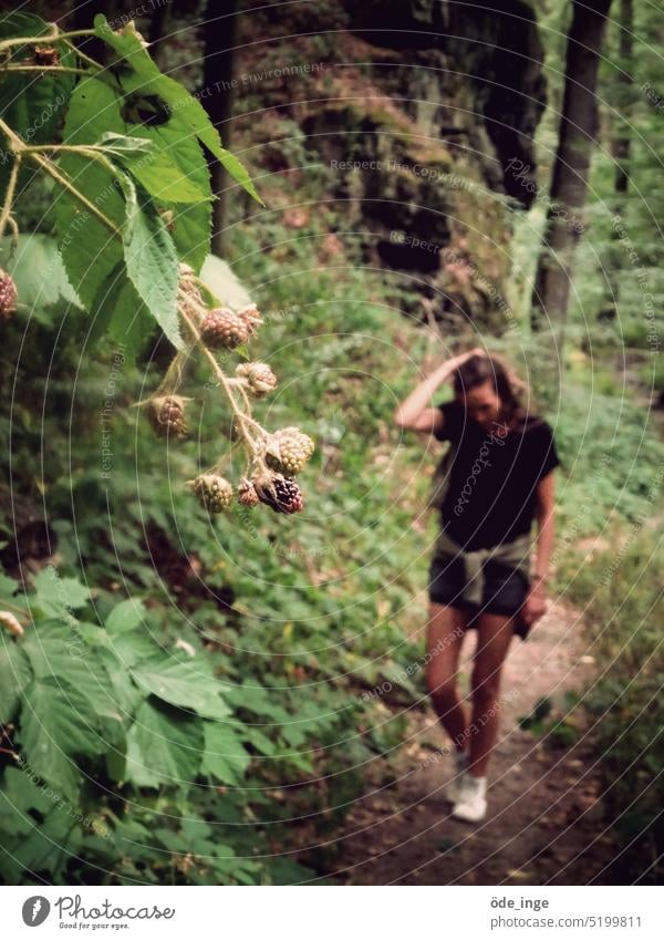 wilde Brombeeren strauch Natur Junge Frau Wanderweg wandern Landschaft Wald Ausflug spazieren Wege & Pfade grün Spaziergang Waldweg ruhig Außenaufnahme Felsen