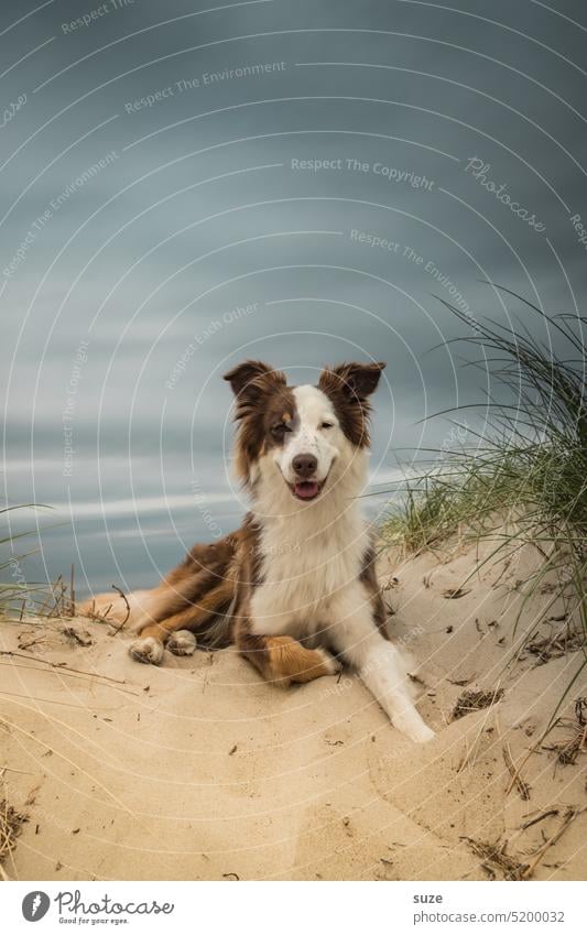 Schalk im Nacken Hund Tierporträt Haustier Farbfoto Tierliebe Tiergesicht niedlich Blick Hundeschnauze Hundeblick Rassehund Blick in die Kamera