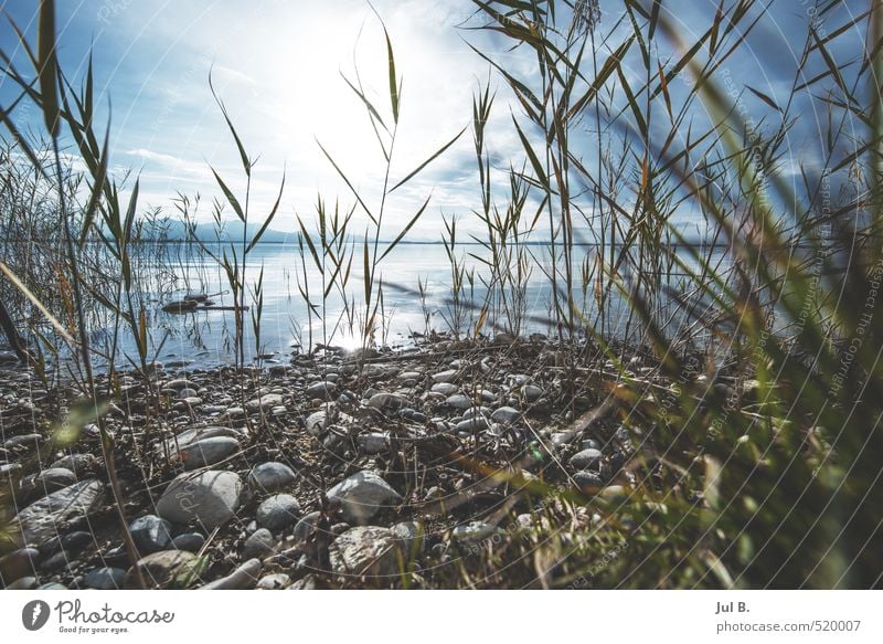 Da Chiemsee Klima Schönes Wetter Wind Pflanze Seeufer Gefühle Stimmung Tugend Kraft Farbfoto Außenaufnahme Tag