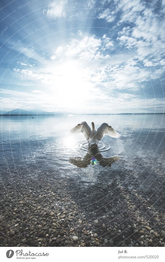 Alpen Schwan III Umwelt Natur Wasser Seeufer Tier Flügel 1 Gefühle Stimmung Tugend Wahrheit Farbfoto Außenaufnahme Tag