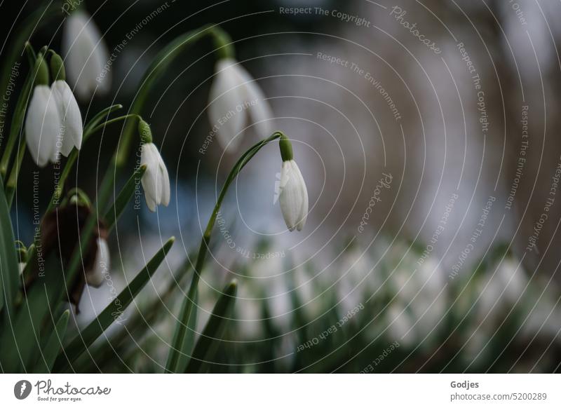 Schneeglöckchen auf einer Wiese Frühlingsblüte Blüte Blume Pflanze Natur weiß Frühlingsblume Blühend grün Makroaufnahme Farbfoto Garten Außenaufnahme