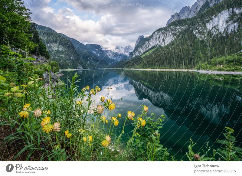 Schöner Gosausee und Dachsteingipfel, Österreich See Berge Natur Landschaft reisen Alpen Wasser Ansicht Tourismus Reflexion & Spiegelung im Freien Blume Sommer