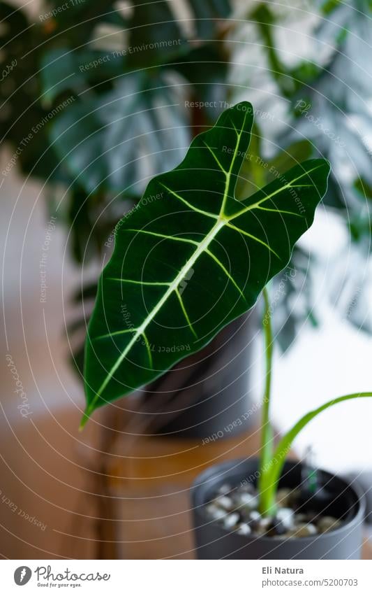 Alocasia Frydek Micholitziana Pfeilblatt Aronstabgewächse Aroid Grünpflanze Zimmerpflanze Blatt grünes Blatt Blattadern Selbstbewässerungstopf