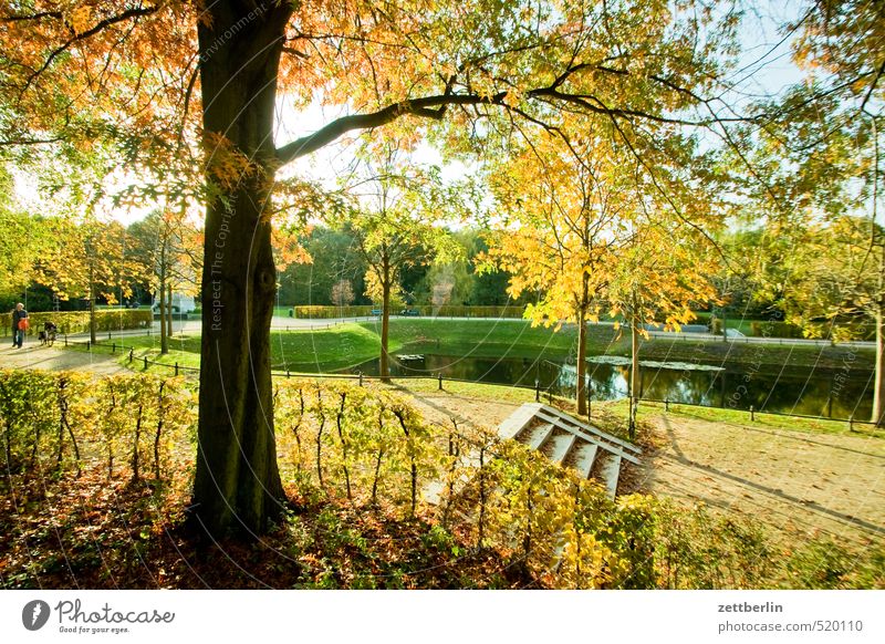 Tiergarten Lifestyle Umwelt Natur Landschaft Herbst Klima Klimawandel Wetter Schönes Wetter Baum Sträucher Blatt Garten Park Hauptstadt Stadtzentrum