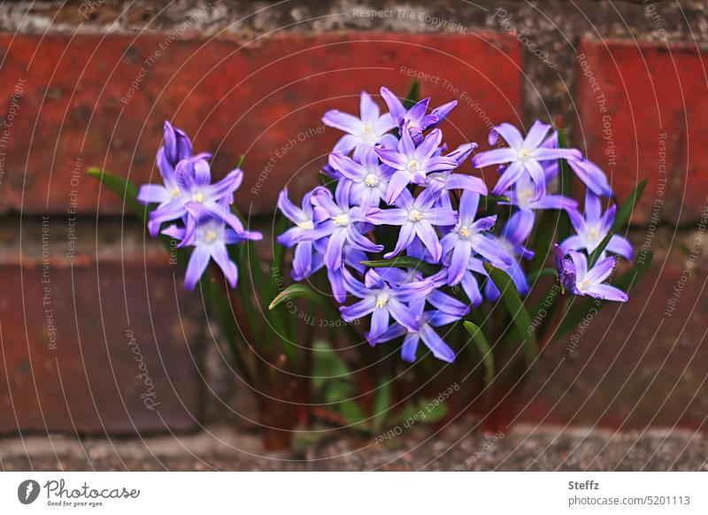 Mauerblümchen wächst geschützt Blumen Blüten Frühlingsblumen Sicherheit Geborgenheit geborgen abgesichert gemütlich Mauerspalte Wand Ziegelwand Hauswand