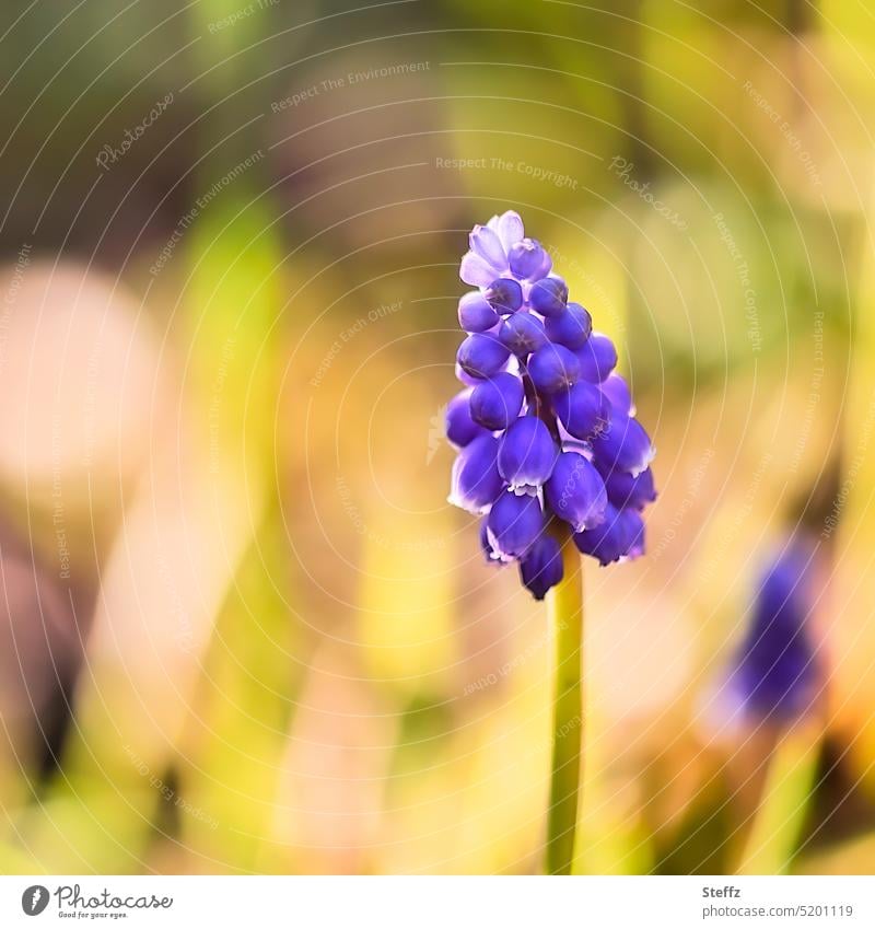 Traubenhyazinthe im warmen Frühlingslicht Muscari Muscari armeniacum Perlhyazinthe Frühlingsblume blühen Frühblüher Gartenblume Blume Blüte aufblühen erblühen