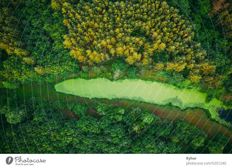 Elevated View of Green Small Bog Sumpf Sumpf Feuchtgebiet und grünen Wald Landschaft in sonnigen Sommertag. Attitude Ansicht. Wald in der Vogelperspektive Moor