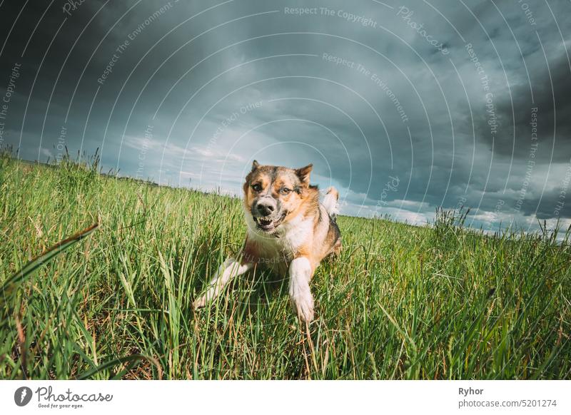 Wütender, aggressiver, verrückter Hund, der im Freien auf der grünen Wiese läuft, auf Kamera böser Hund Zähne Zahn beängstigend Aggression angriffslustig wütend