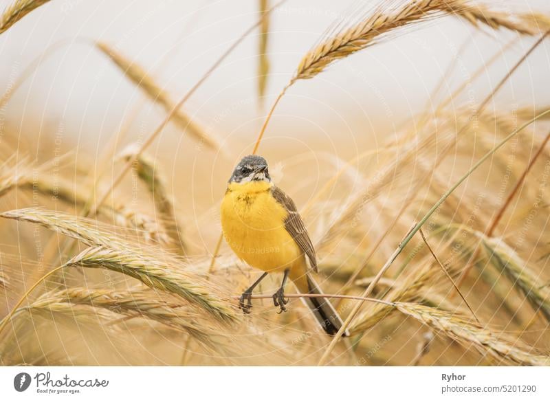 Westliche Bachstelze. Motacilla flava ist ein kleiner Sperlingsvogel aus der Familie der Schafstelzen, zu der auch die Pieper und die Schafstelzen gehören. Diese Art brütet in weiten Teilen des gemäßigten Europas und Asiens. Weißrussland