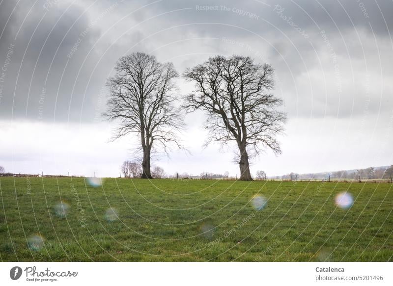 Zwei kahle Bäume auf einer Wiese im Winter bei Regenwetter Natur frieren Umwelt Außenaufnahme Wetter Wintertag Baum kalt Jahreszeit Gras nass Grün Grau Wolken