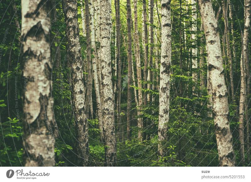 Die Zebras des Waldes Birken Birkenwald grün Natur Menschenleer Außenaufnahme Baum Landschaft natürlich Wachstum Baumstamm Umwelt Baumrinde Birkenrinde Rohstoff